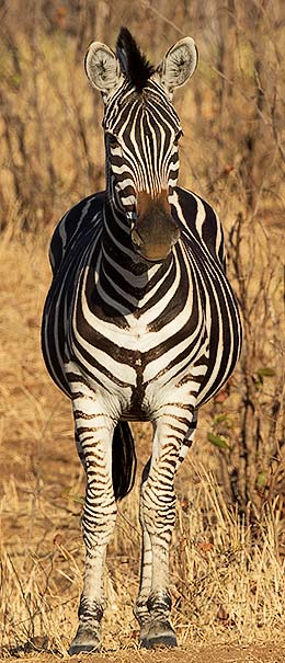 Plains zebra